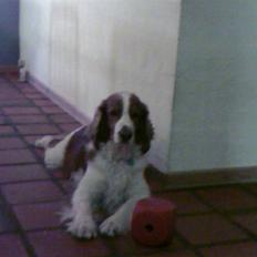 Welsh springer spaniel dundee
