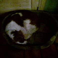 Welsh springer spaniel dundee