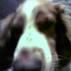 Welsh springer spaniel dundee