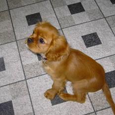 Cavalier king charles spaniel Alberte