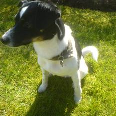 Blanding af racer Rocky