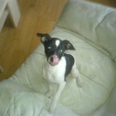 Blanding af racer Rocky