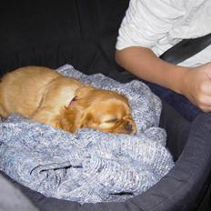 Cavalier king charles spaniel Alberte