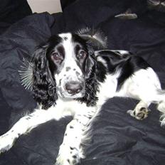 Cocker spaniel Mollie.