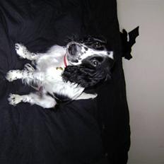 Cocker spaniel Mollie.