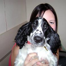 Cocker spaniel Mollie.