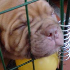 Dogue de bordeaux viola 