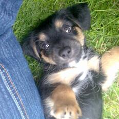 Blanding af racer Tippi