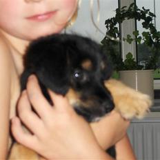 Blanding af racer Tippi