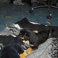 Blanding af racer Tippi