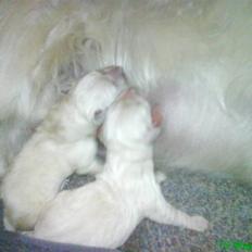 Golden retriever Flón