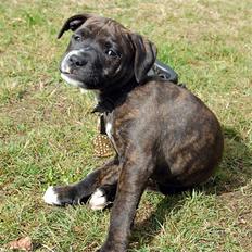 Staffordshire bull terrier Loui