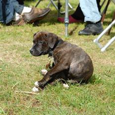 Staffordshire bull terrier Loui