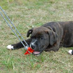 Staffordshire bull terrier Loui