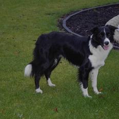 Border collie Mate