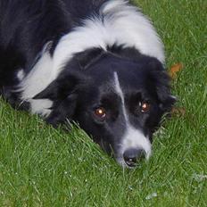 Border collie Mate