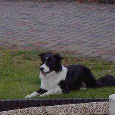 Border collie Mate