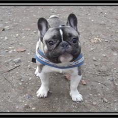 Fransk bulldog Kato *RIP*