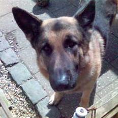 Schæferhund samson<3