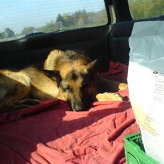 Schæferhund samson<3