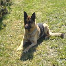 Schæferhund samson<3
