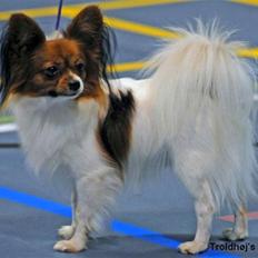 Papillon Troldshøjs Amsi