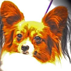 Papillon Troldshøjs Amsi