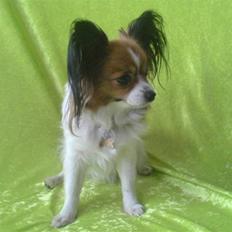 Papillon Troldhøj Cille