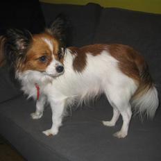 Papillon Troldhøj Cille