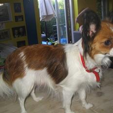 Papillon Troldhøj Cille