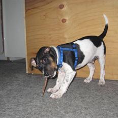 Dansk svensk gaardhund Junior