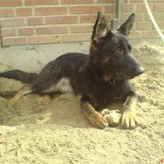 Schæferhund Sitta´s la duchesse ekita