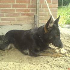 Schæferhund Sitta´s la duchesse ekita