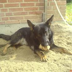 Schæferhund Sitta´s la duchesse ekita