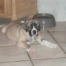 Boerboel Baloo "Abelle`s Atilla"