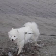 Samojedhund Discos Wummi