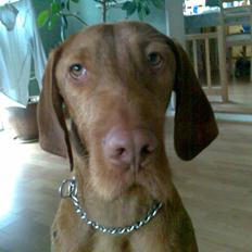 Ruhåret vizsla Theis