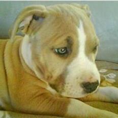 Amerikansk staffordshire terrier primo