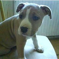 Amerikansk staffordshire terrier primo