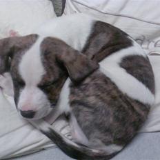 Blanding af racer Miami