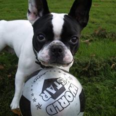 Fransk bulldog trunte