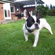 Fransk bulldog trunte