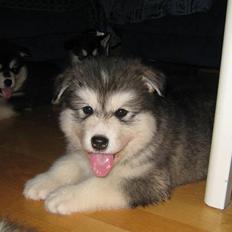 Alaskan malamute Røskva