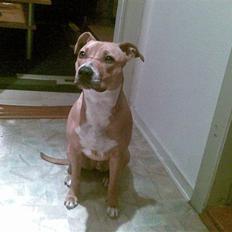 Amerikansk staffordshire terrier Freja