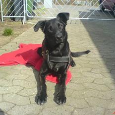 Blanding af racer Keiko<3 R.I.P.