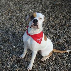 Amerikansk bulldog Lady