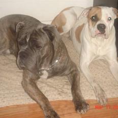 Amerikansk bulldog Lady