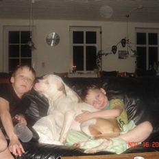 Amerikansk bulldog Lady