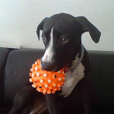 Amerikansk staffordshire terrier sisi