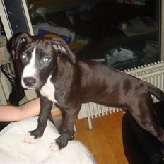 Amerikansk staffordshire terrier sisi